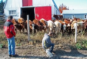 cows